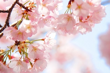 桜